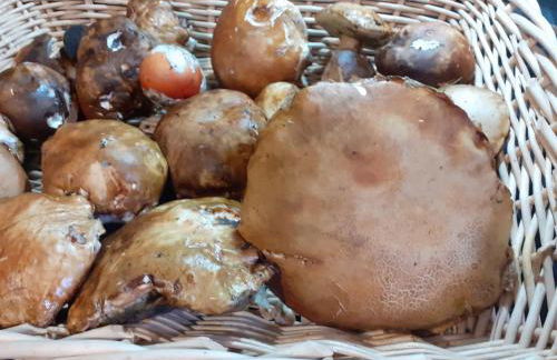 La Vecchia Quercia - Foto 70