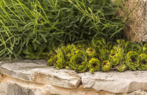 Village Miljavci - Photo 56