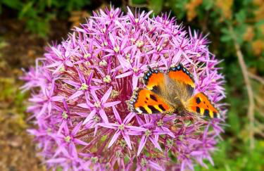 Ferienhaus Alpenblick - Foto 34