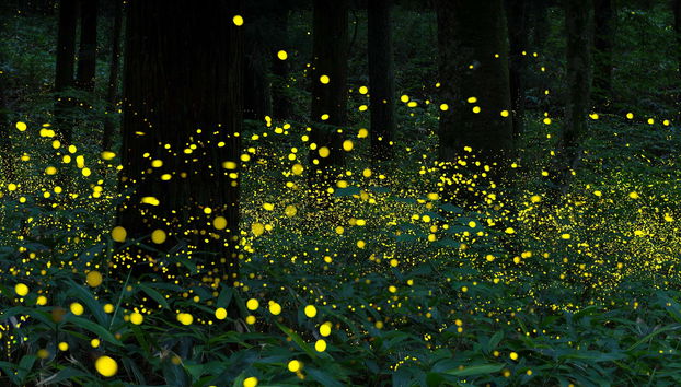 Nanacamilpa Firefly Sanctuary Tour