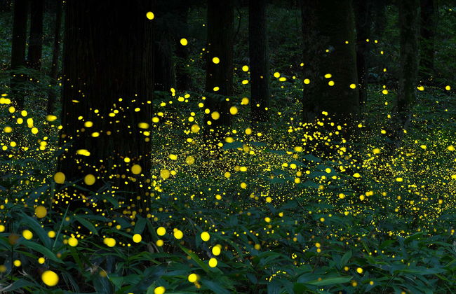 Nanacamilpa Firefly Sanctuary Tour - Photo 5