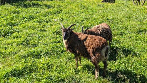 Au Ptit Bonheur De La Semoy - Foto 3