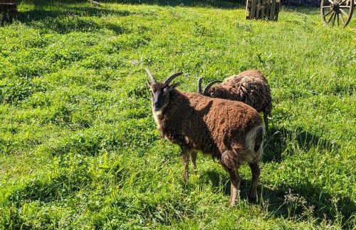 Au Ptit Bonheur De La Semoy - Foto 3