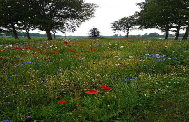 Villa in Netherlands With Sauna & Comfort - Photo 31