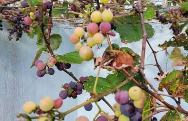 Casa Vinhedos - Foto 23