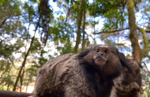 Chalé na Floresta - Refúgio Natural - Photo 35