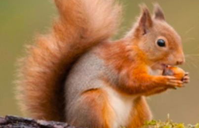 Menai Bridge - Foto 24