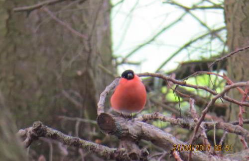 Ferienwohnung Csilla 2 - Foto 36