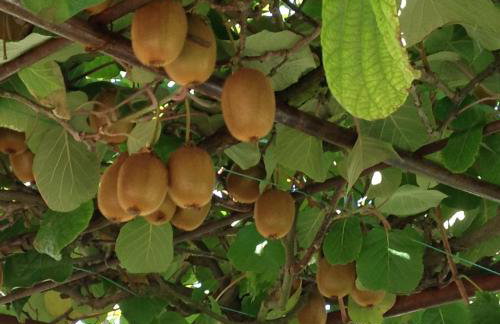 Casa Isabella - Foto 24