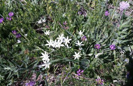 Le Skisun - Altitude 1800 - Puy Saint Vincent - Massif et Parc national des Ecrins - Foto 33