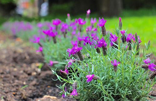 Bessie May Cottage - Foto 46