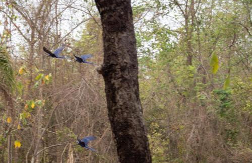 Barco Casa Pantanal Toca da Onça - Photo 62