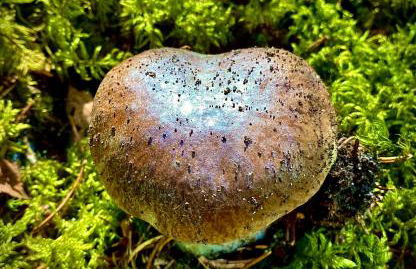 Chalet de charme pied des pistes - Photo 22