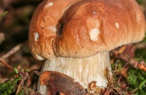 Gîte familial restauré avec jardin clos, équipements bébé, animaux acceptés, proche St-Julien-Chapteuil - FR-1-582-296 - Foto 6