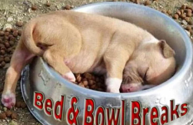 Dog Friendly Bed & Bowl Beach Chalet - Foto 7