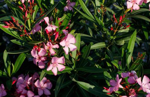 Villa Vito - Photo 29