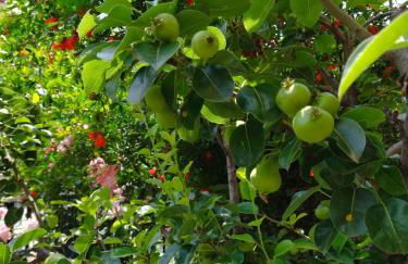 The house in nature SKG - Foto 22