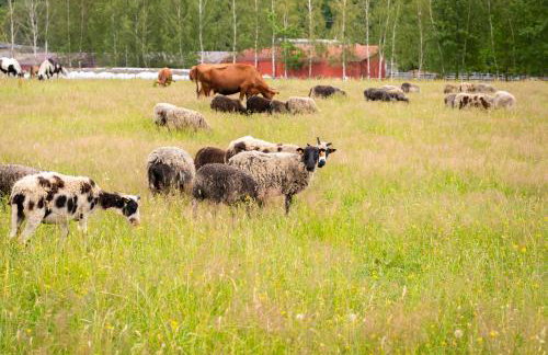 Stara Izba samotnia blisko natury - Foto 38