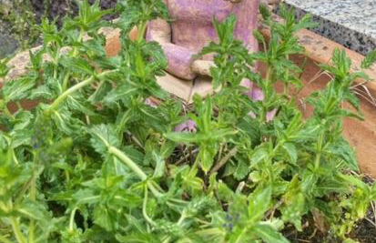 Ferienwohnung schöner Rheingau - Foto 22