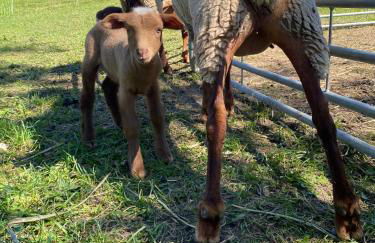 Lou Souleu - Foto 42