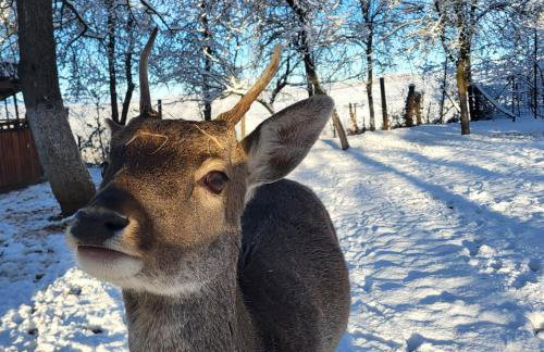 Apartment Dado - Foto 48