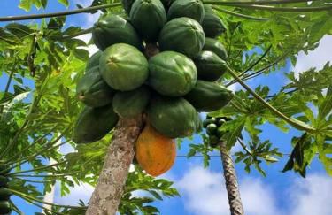 Pahoa Paradise Palms - Foto 25