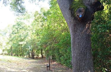 Le Chant des Cigales - Foto 30