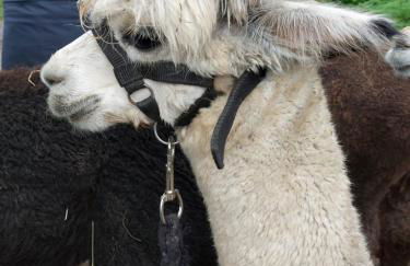 Ferienwohnung Kurrer - Foto 26