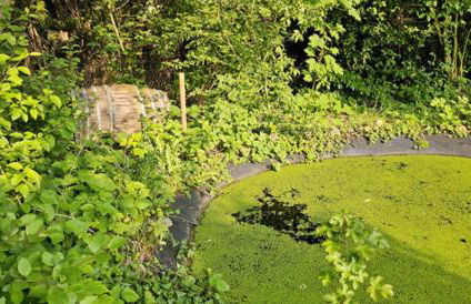 Ferienhaus nahe Ostsee in der Geltinger Birk - Foto 6