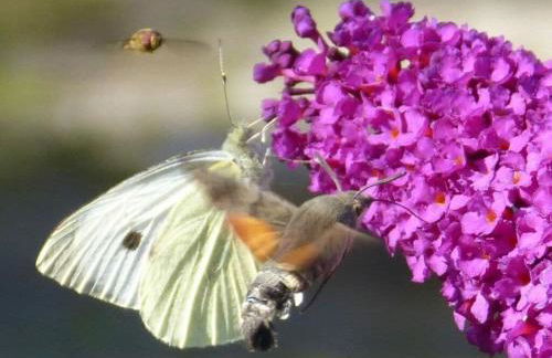 Hiemer 2 Comfortable holiday residence - Foto 19