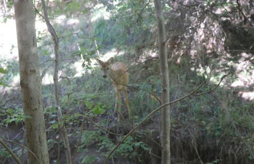 Agréable appartement au calme avec vue montagne, commune de Le Monêtier les Bains - Le Freyssinet - Photo 37