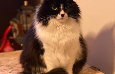 Casa vacanze fra gli ulivi - Foto 9