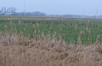 Ferienhaus Klabautermann - Foto 27