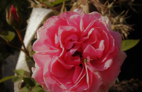 Ferienwohnung Ott - Foto 13