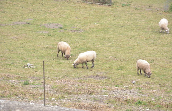 Vintage Holiday Home in Couvin near River - Foto 34