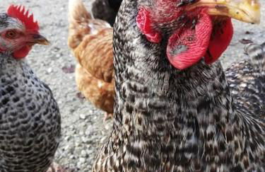 Cottage chaleureux au calme - Foto 22