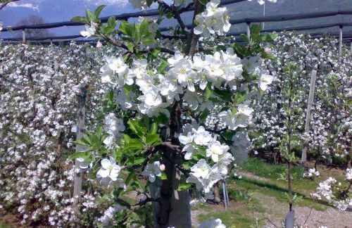 Haus Hofer *** - Foto 23