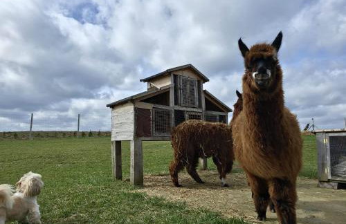 Agroturystyka Kaszuby Villagehome - Foto 60