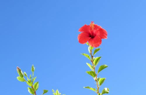 Villa in Makry Gialos Near Sandy Beach - Foto 39