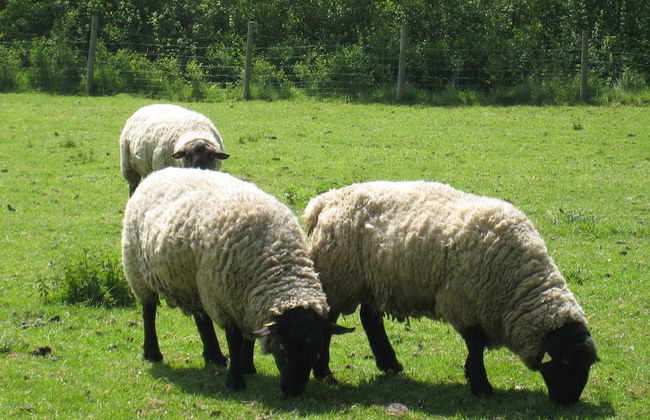 Colston Hall Cottages - Foto 43