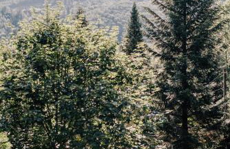 Brenna Leśnica - Foto 7