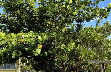 THE HILO HOMEBASE - Charming 3 Bedroom Hilo Home, with AC! - Foto 32