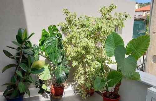 Κοράλι, μεζονέτα στην παραλία Λίμνης - Photo 14