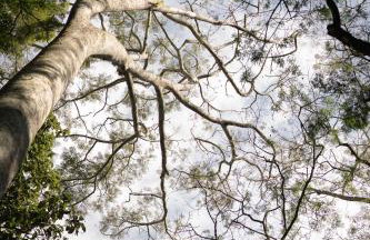 TEKOÁ - Cabana Pitanga - Barreiro, Araxá - Foto 79