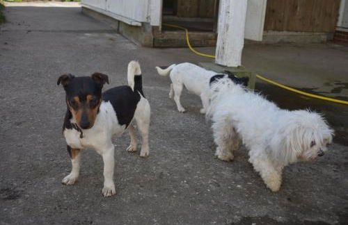 Idylle auf dem Reiterhof bei Husum - Foto 37