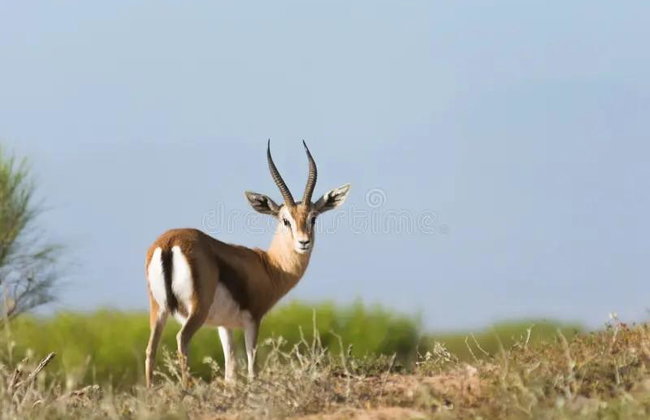 Massa National Park Jeep 4x4 (Almuerzo incluido) - Foto 1