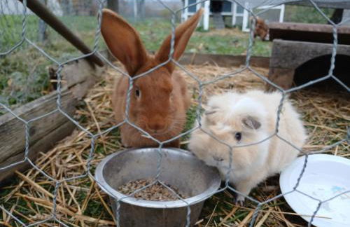 Les Jardins des 3 Provinces- Gîte - Foto 10