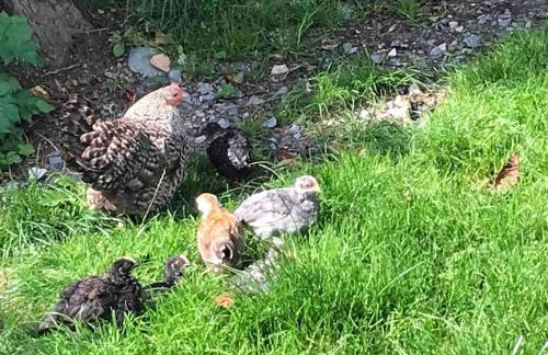 Stone Wall Cottage - Foto 14