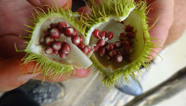 Fruit from which color is taken