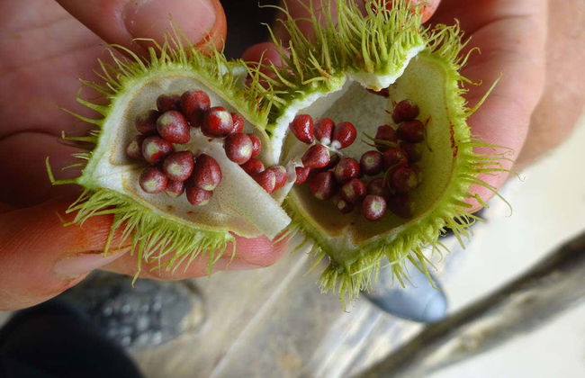 Visita di una maloca indigena di Puerto Nariño in barca - Foto 2